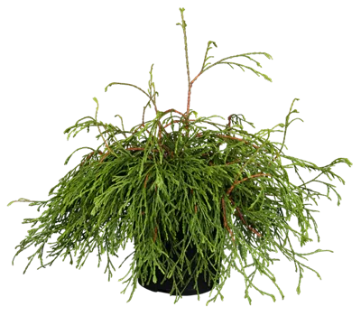 Lebensbaum 'Kagers Beauty'