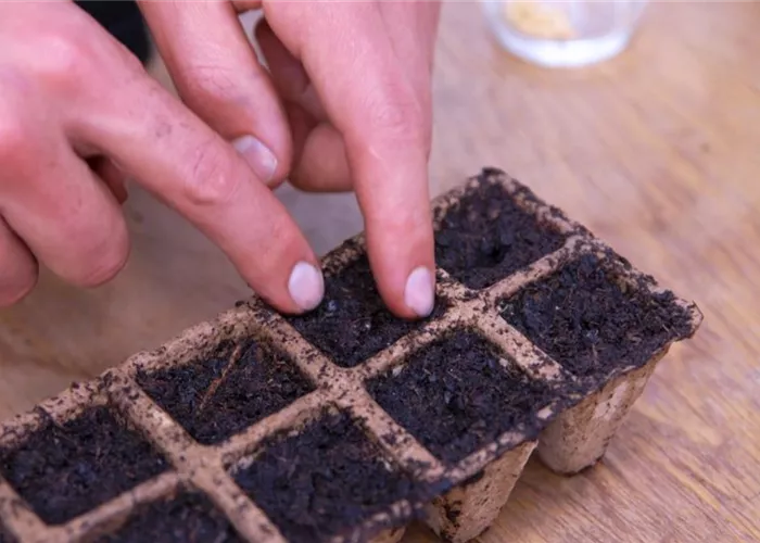 Jalapeno Paprika - Aussaat und Anzucht