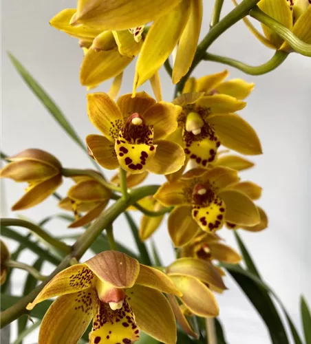Cymbidium Benjamino Girl