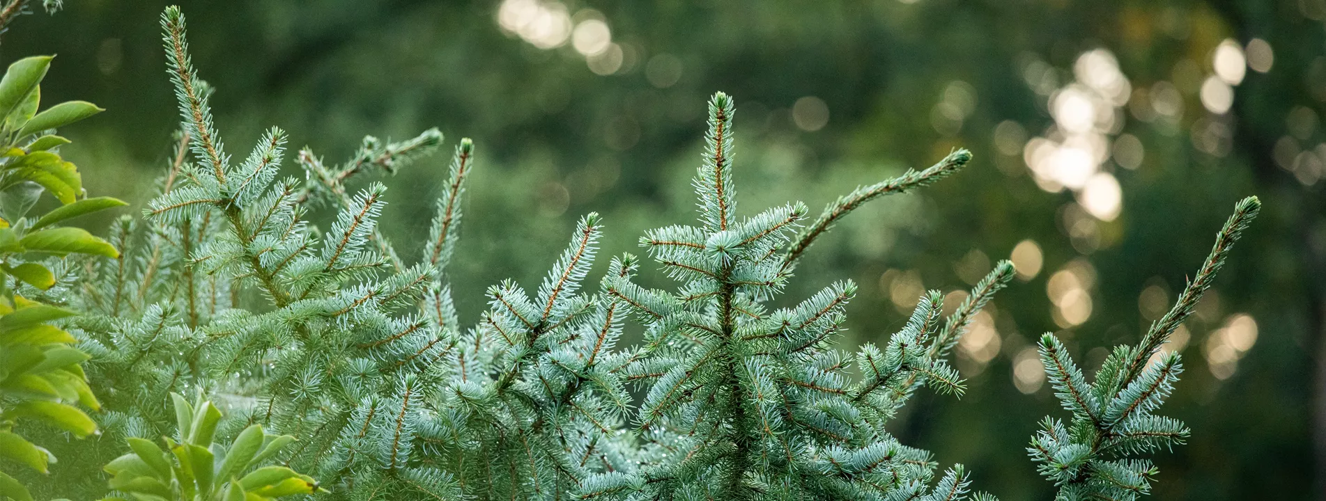 Laubgehölze im Herbst Laubgehölze im Herbst