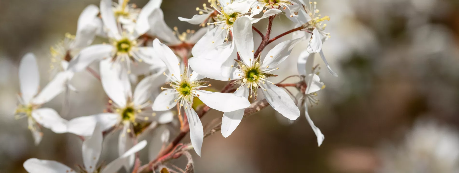 Wildgehölze Wildgehölze