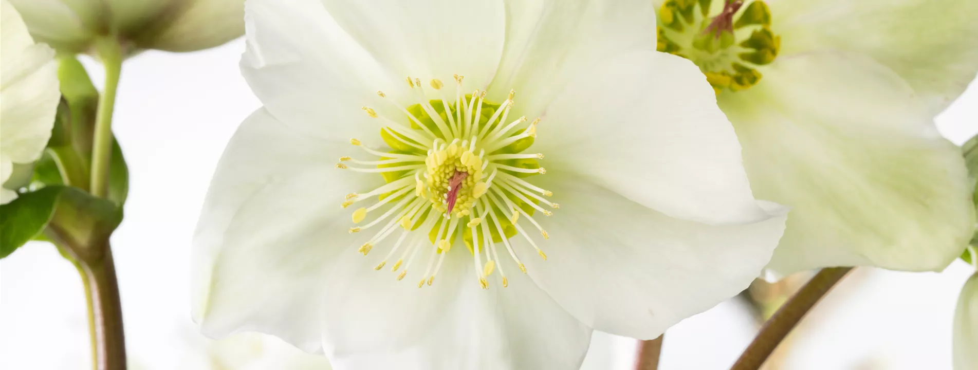 Winterpflanzen Winterpflanzen