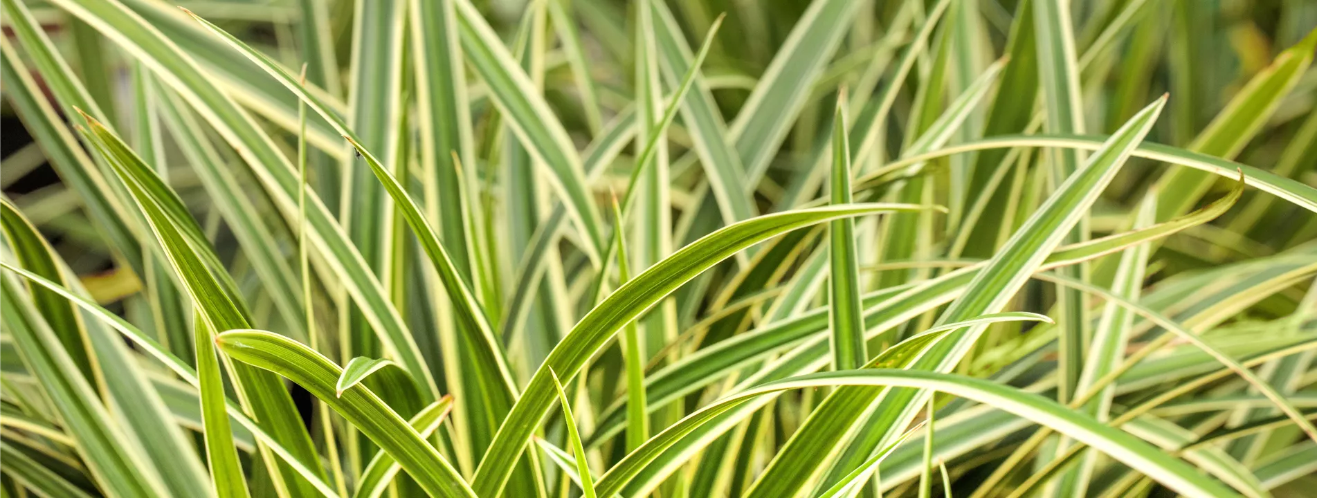 Winterharte Gräser Winterharte Gräser