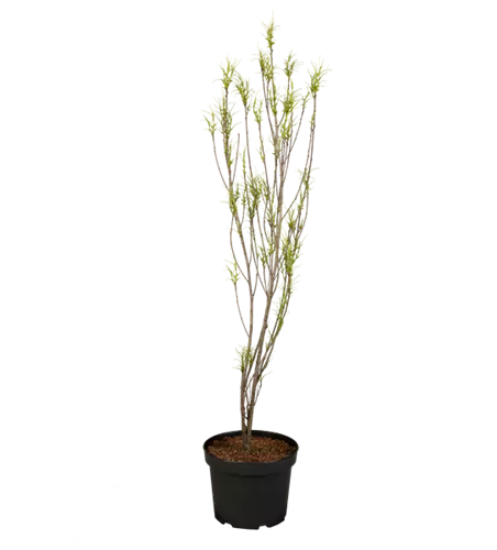 Farnblättriger Faulbaum 'Fine Line'® Farnblättriger Faulbaum 'Fine Line'®