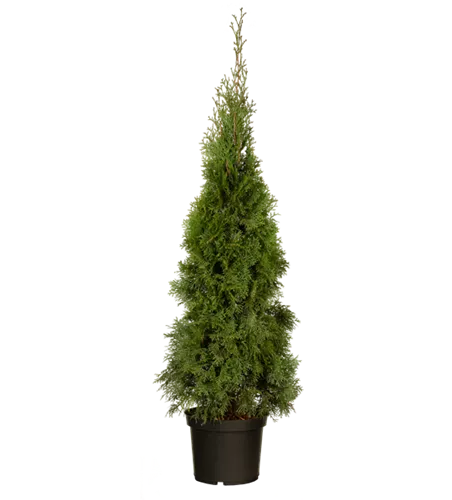Thuja occidentalis 'Smaragd' Thuja occidentalis 'Smaragd'