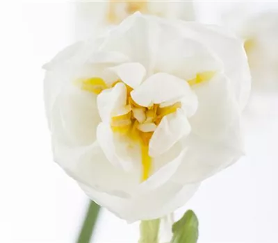 Narzisse 'Bridal Crown'