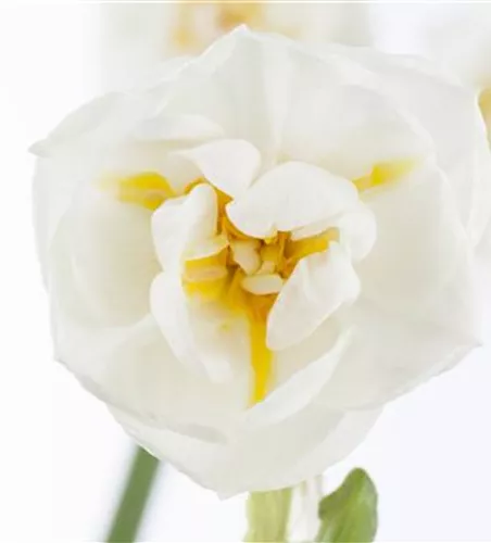 Narzisse 'Bridal Crown'