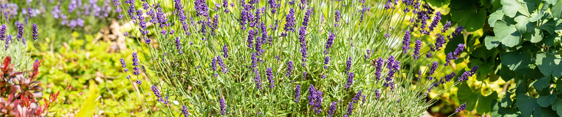 Lavandula angustifolia