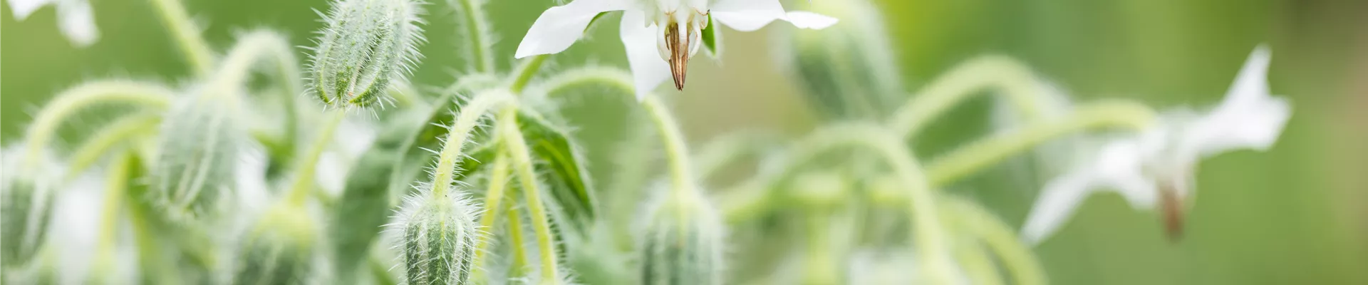 Borago officinalis, weiß