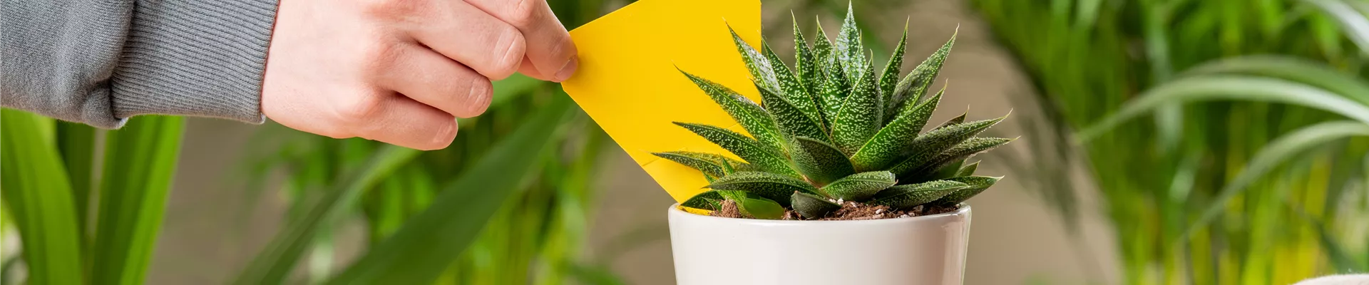 Pflanzenpflege - Gelbsticker