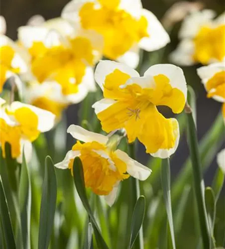Schmetterlings Narzisse 'Orangery'