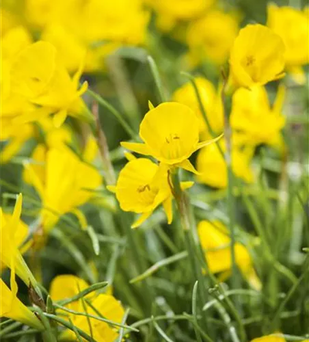 Narzisse 'Golden Bells'  Narzisse 'Golden Bells'