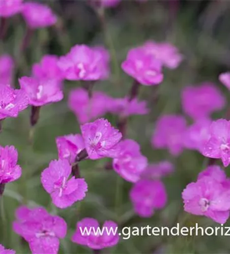 Pfingstnelke 'Blauigel'