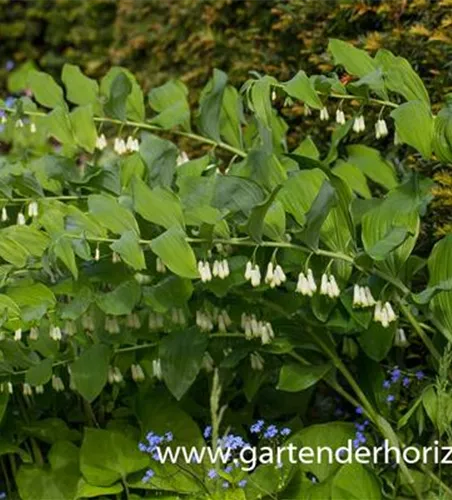 Vielblütiger Salomonssiegel