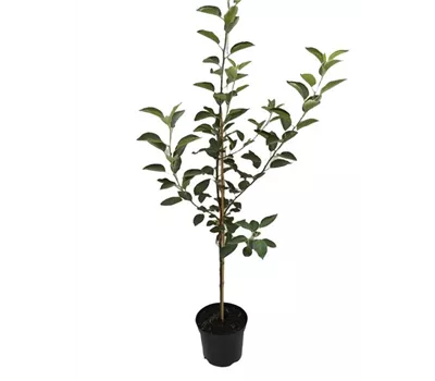 Apfel 'Geheimrat Dr.Oldenburg'