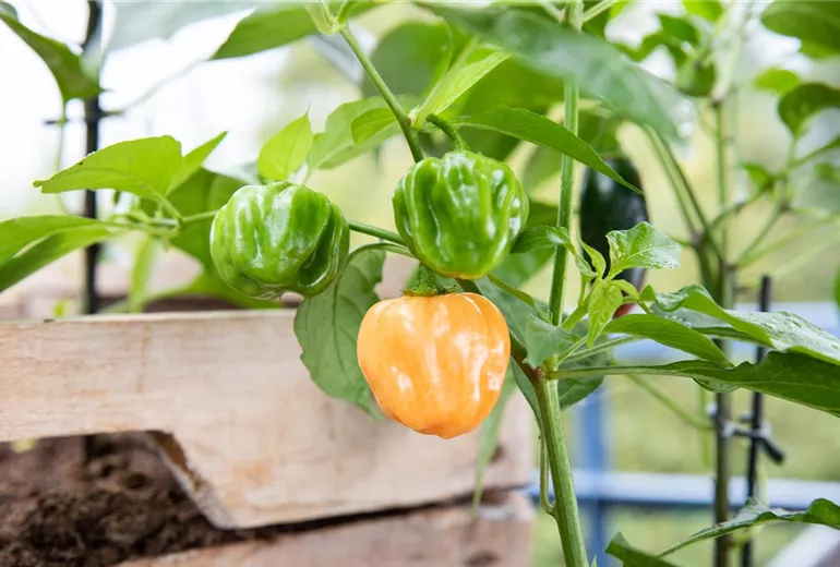 Capsicum chinense 'Habanero'