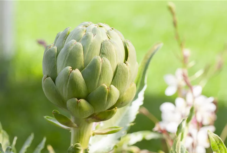 Cynara scolymus