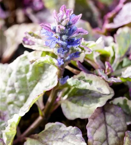 Ajuga 'Burgundy Glow' Ajuga 'Burgundy Glow'