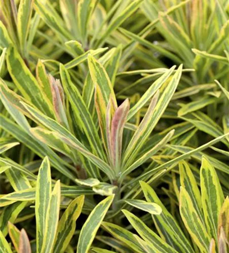 Euphorbia polychroma 'Ascot Rainbow' Euphorbia polychroma 'Ascot Rainbow'