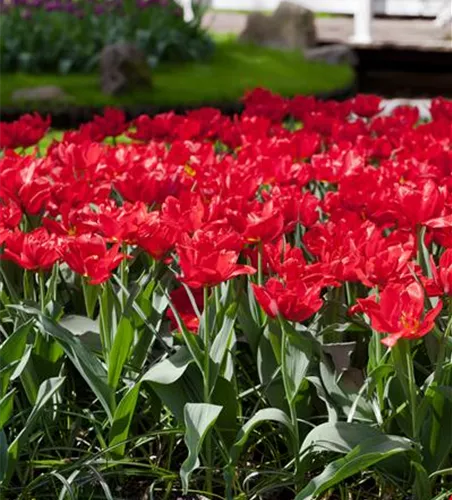 Tulpe 'Abba' Tulpe 'Abba'