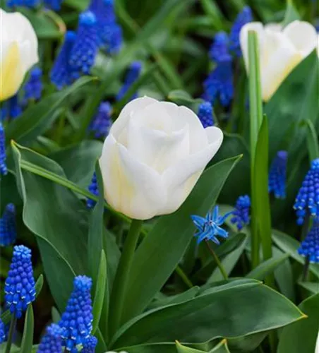 Tulpe 'Calgary' Tulpe 'Calgary'