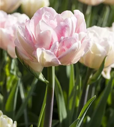Tulpe 'Foxtrot' Tulpe 'Foxtrot'