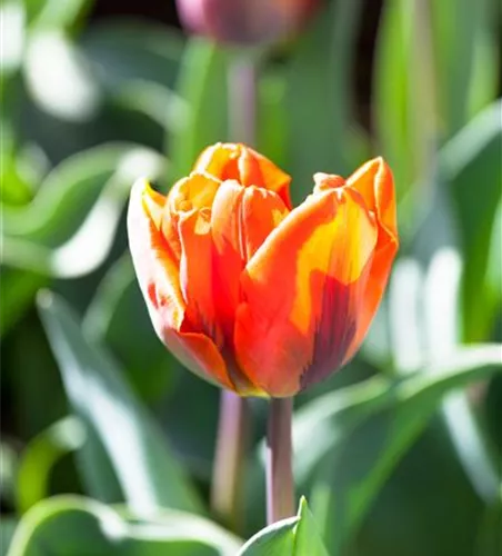 Tulpe 'Hermitage' Tulpe 'Hermitage'