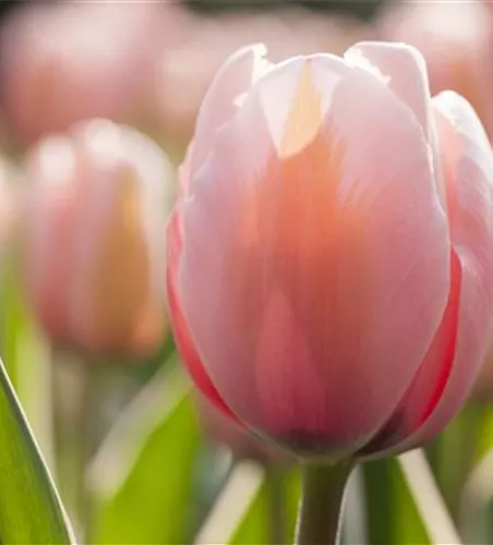 Tulpe 'Mystic van Eijk'