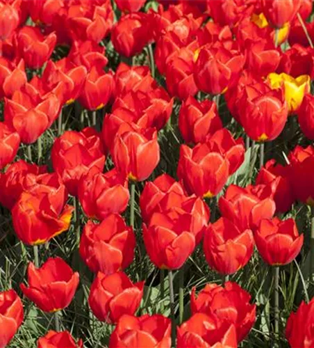 Tulpe 'Red Paradise' Tulpe 'Red Paradise'