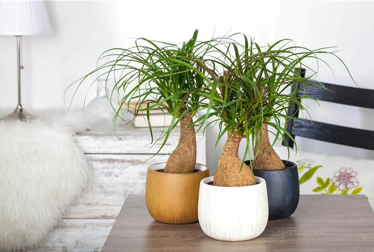 Beaucarnea recurvata