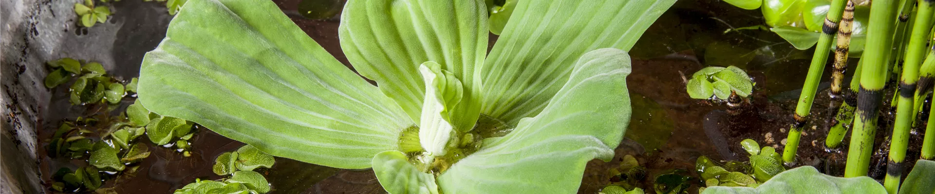 Pistia stratiotes