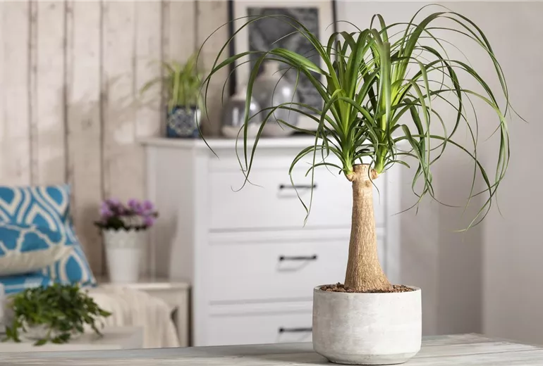 Beaucarnea recurvata, Stamm