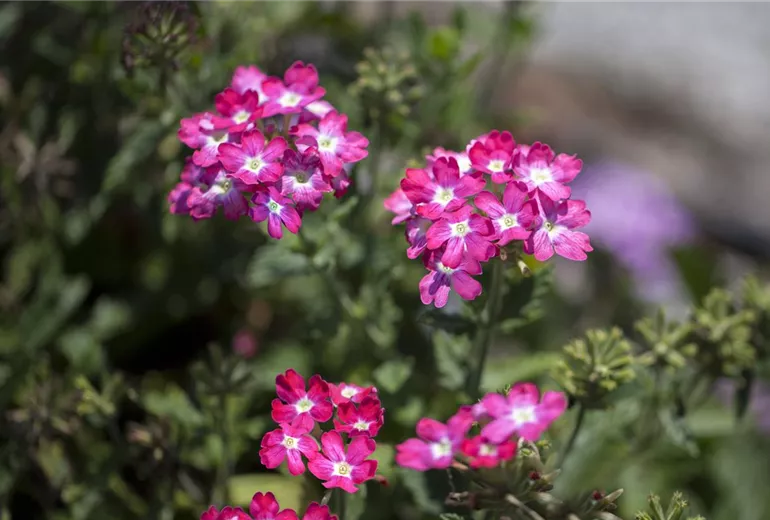 Verbena