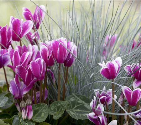 Alpenveilchen, zeitlose Klassiker 
