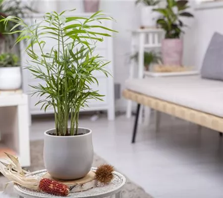 Wie versorge ich Zimmerpflanzen während eines kurzen Urlaubs?