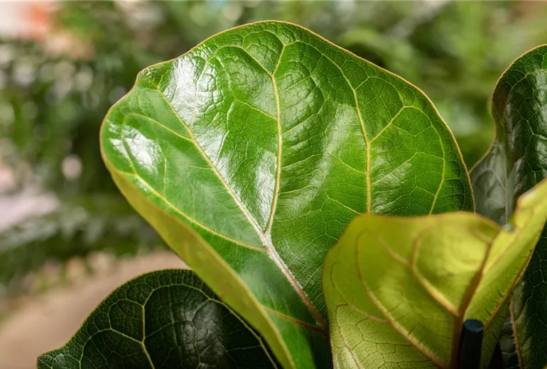 Ficus lyrata 'Bambino'