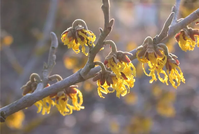 Hamamelis x intermedia 'Arnold Promise'