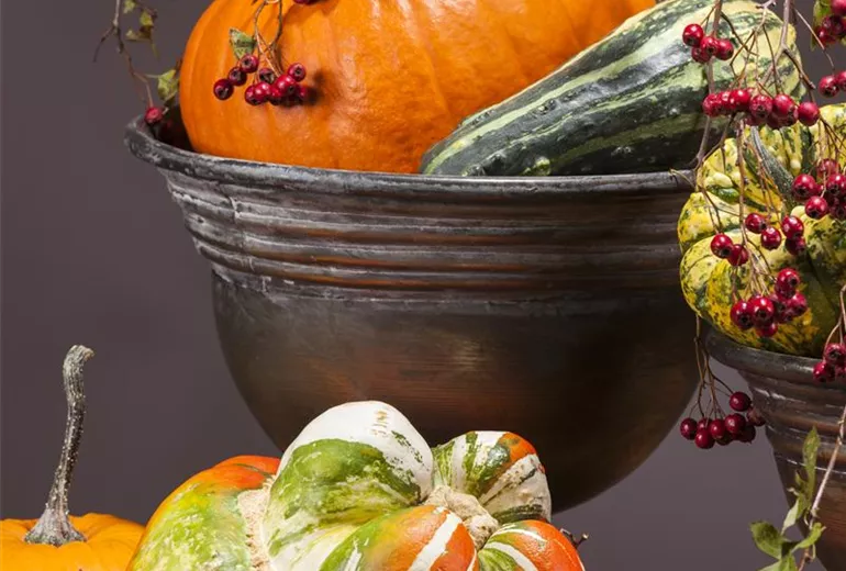Cucurbita