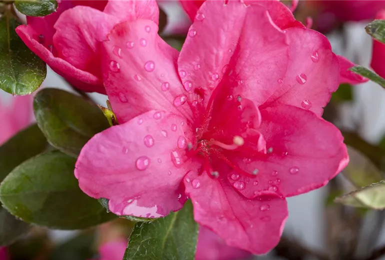 Rhododendron simsii, pink