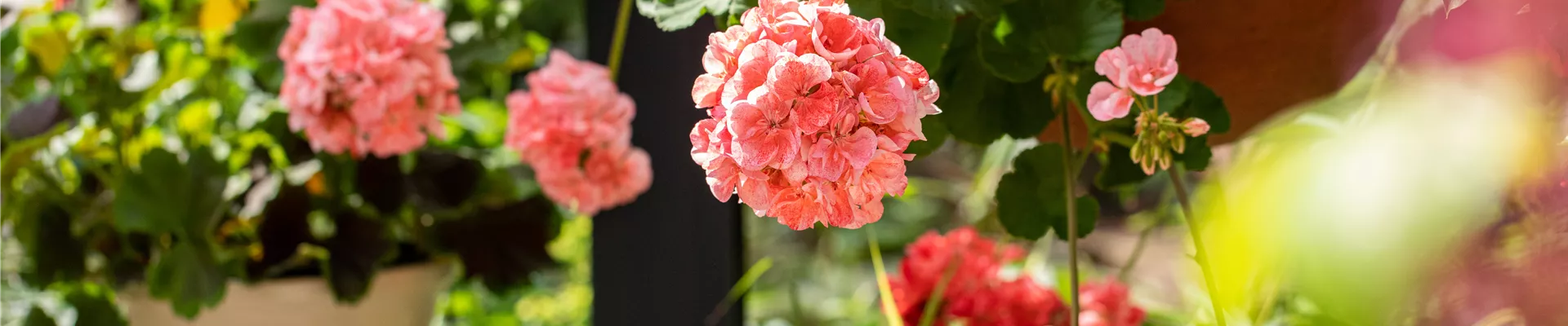Pelargonium peltatum, rot