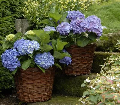 Bauernhortensie 'Forever & Ever'®