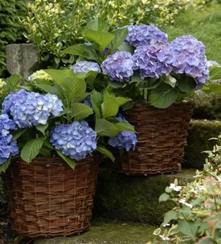 Bauernhortensie 'Forever & Ever'®