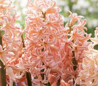 Hyazinthe 'Pink Pearl'