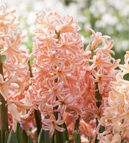 Hyazinthe 'Pink Pearl'