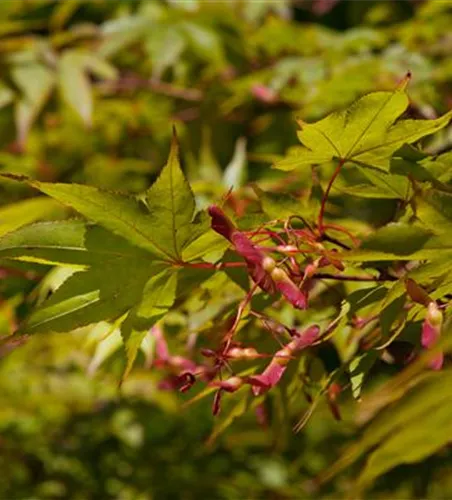 Fächerahorn 'Osakazuki' Fächerahorn 'Osakazuki'