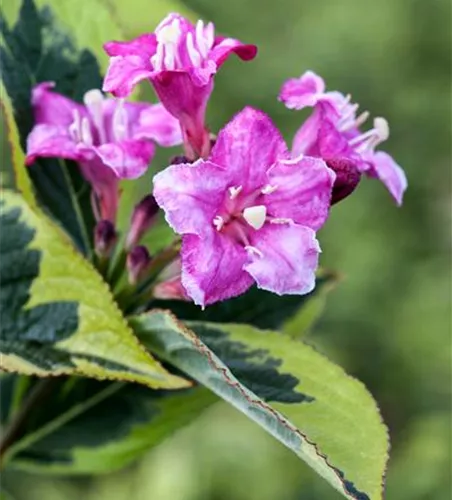 Buntlaubige Weigelie Buntlaubige Weigelie