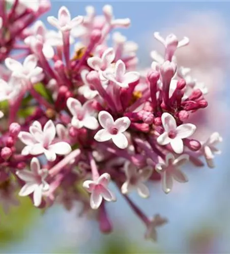 Syringa 'Redwine' Syringa 'Redwine'