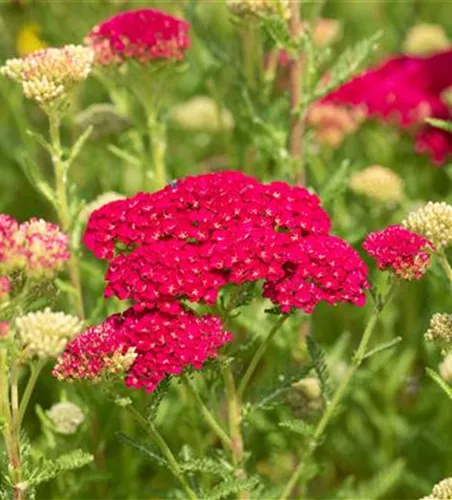 Schafgarbe 'Pomegranate'®