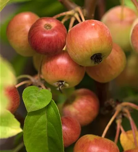 Zierapfel 'Evereste'® Zierapfel 'Evereste'®