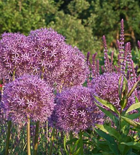 Riesenlauch Riesenlauch